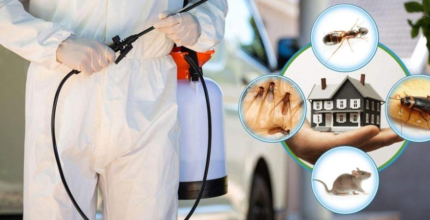 Ayvacık Böcek İlaçlama